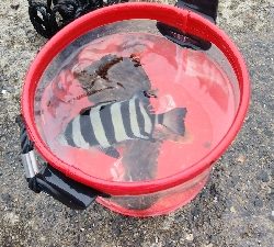 サビキでアジ釣りのはずが…