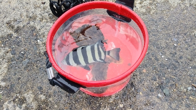 サビキでアジ釣りのはずが…