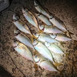 久々のアジング♪