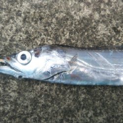 小松島でタチウオとマゴチ