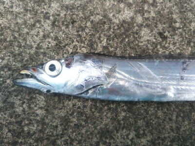 小松島でタチウオとマゴチ