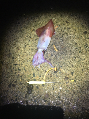 ケンサキイカ釣行