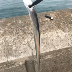 和歌山遠征  タチウオ〜青物