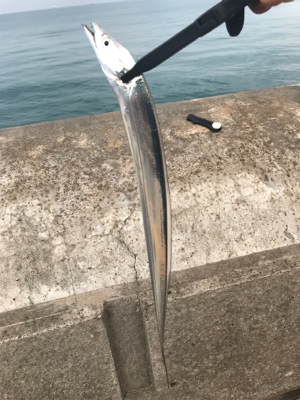 和歌山遠征  タチウオ〜青物