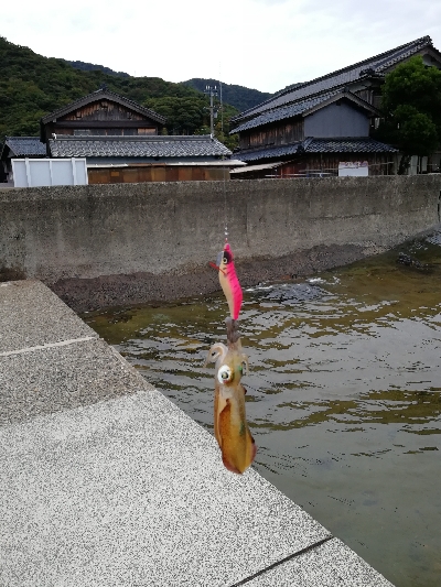 秋アオリ　エギング