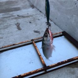 イカ狙いのはずが