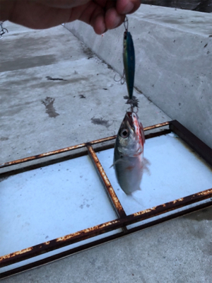 イカ狙いのはずが