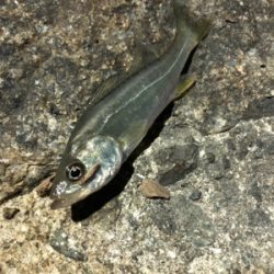 何でもいいから釣りがしたい