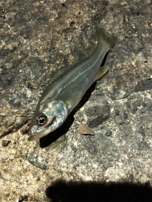 何でもいいから釣りがしたい