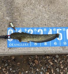 夕方のナマズゲーム