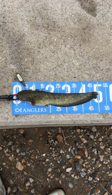 夕方のナマズゲーム