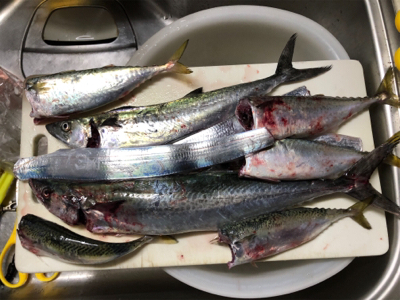 エギングとライトショアジギング