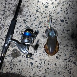 仕事終わりエギング