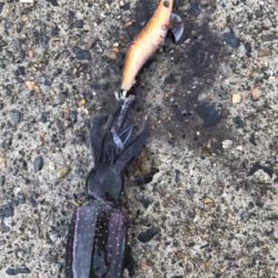 アオリイカを求めて①