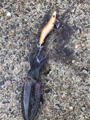 アオリイカを求めて①