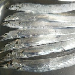 辰巳周辺でタチウオとマゴチ