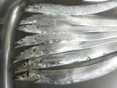 辰巳周辺でタチウオとマゴチ