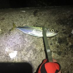 小サバは確変中!