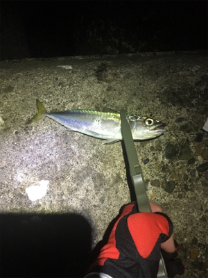 小サバは確変中!