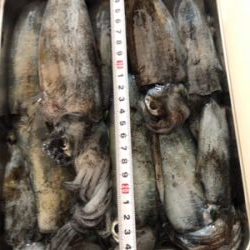 アオリイカつ抜け