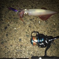 はぐれケンサキ