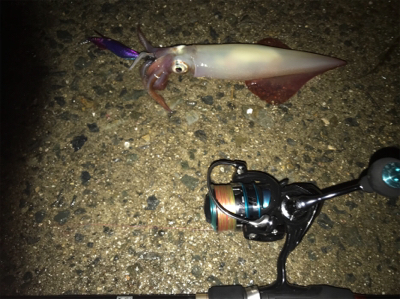 はぐれケンサキ