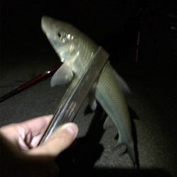 うなぎ釣りリベンジ