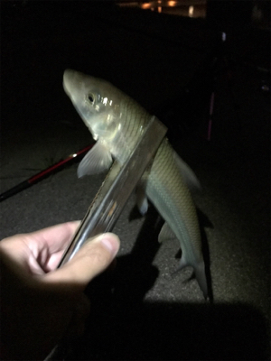 うなぎ釣りリベンジ