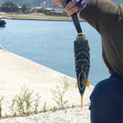 不気味な模様のフグちゃん