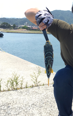 不気味な模様のフグちゃん