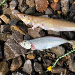 親父たちの釣行 第10弾