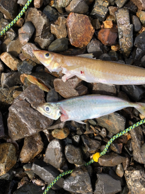 親父たちの釣行 第10弾