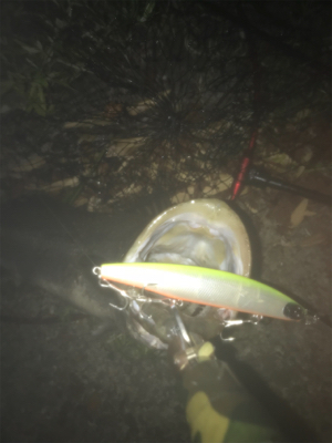 ハーモニカ喰い