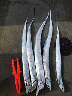 子供釣りタチウオ