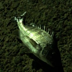 久々の南紀小物釣り