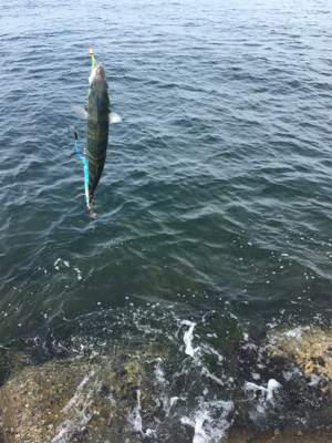 愛想無い………