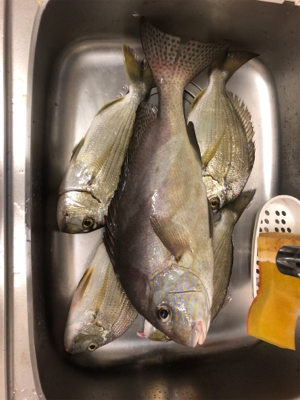 桂浜沖 エサ釣り釣果