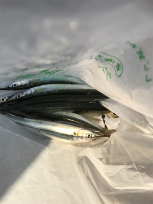 サヨリ釣り 夕方短時間