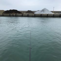 大磯港でサビキ釣り