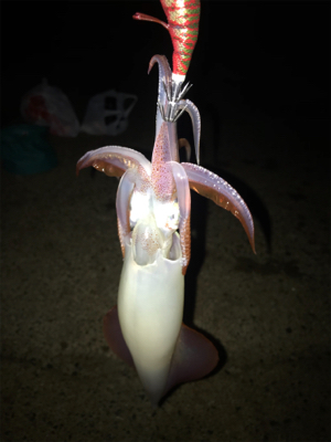 アオリ狙いなのに剣先ばっか