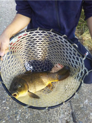 鯉釣り