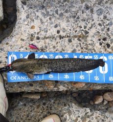 夕方からナマズゲーム