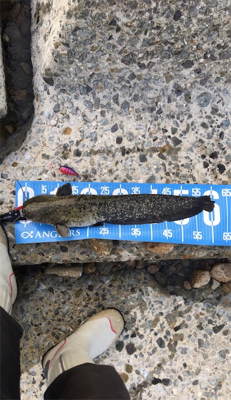 夕方からナマズゲーム