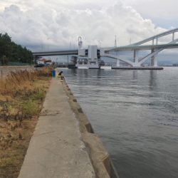 SLSJで夕まづめの豆アジ