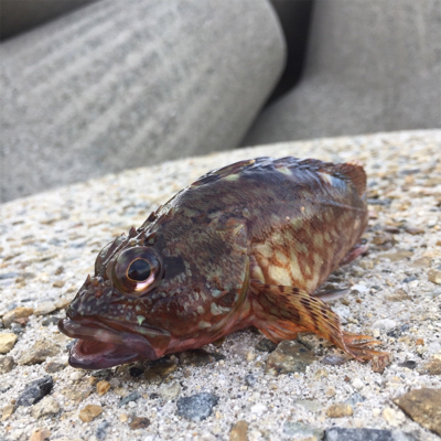 のんびり暇つぶし