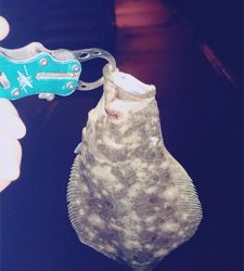 久々のライトゲーム