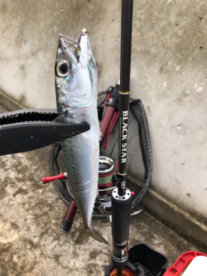 SLSのちハゼング