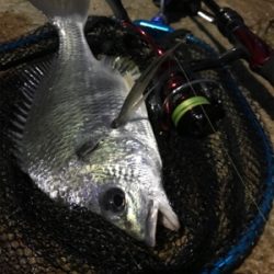 ブリームゲーム