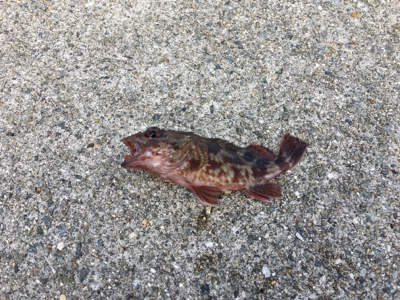 まだまだ渋いッス