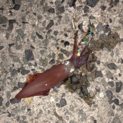 台風前エギング